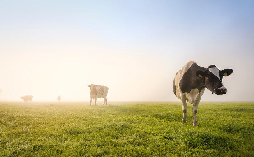 Rosette, vache normande, regard perdu vers un horizon flou
