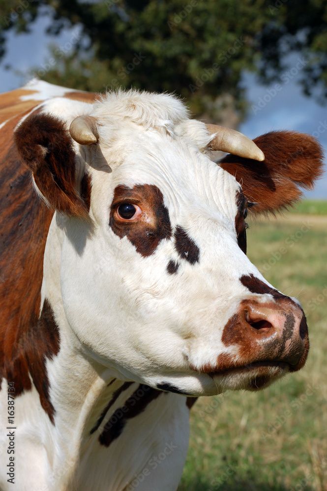 Rosette, vache normande de 6 ans